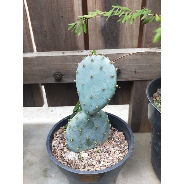 Tanaman hias kaktus apuntia centong biru keping dua