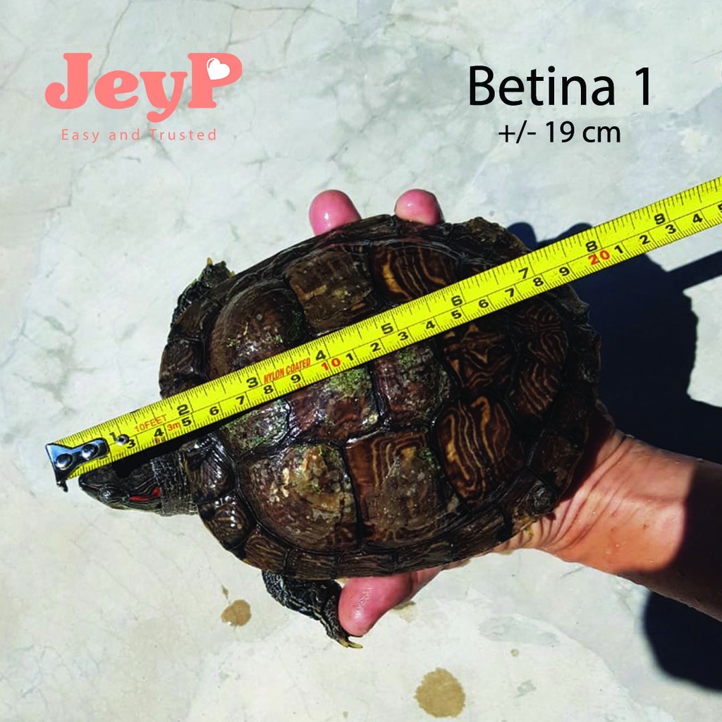 Kura Kura Brazil Dewasa Indukan Siap Bertelur Jantan dan Betina Kura-kura Darat