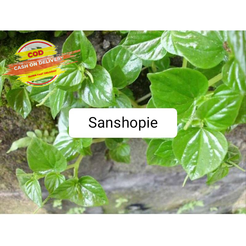 

Daun suruhan atau sirih cina segar 500 gram