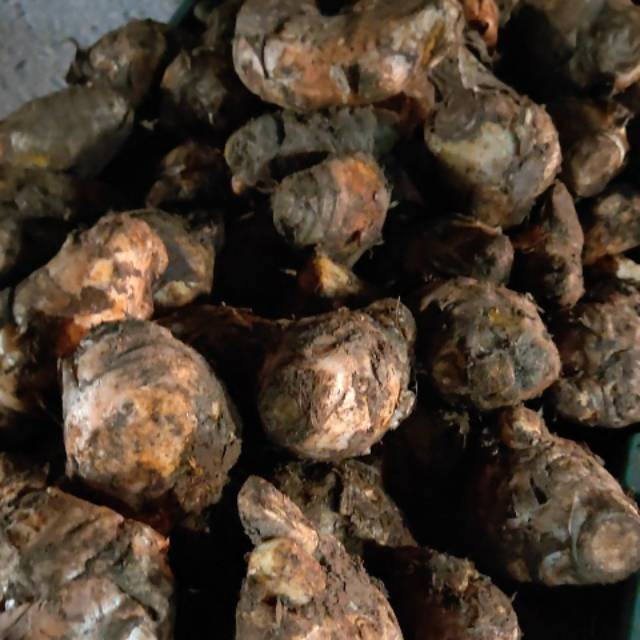

Temulawak Segar Besar termurah