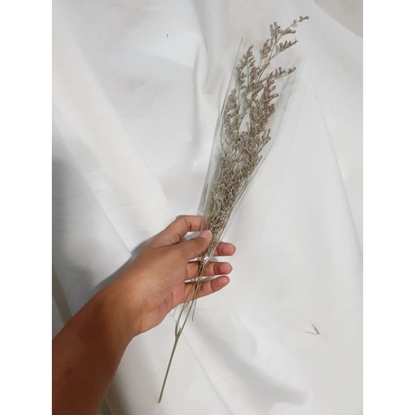 Caspea Bunga Kering Premium