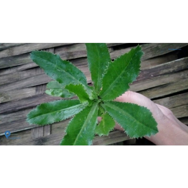

Daun Walang Sangit 1 kg