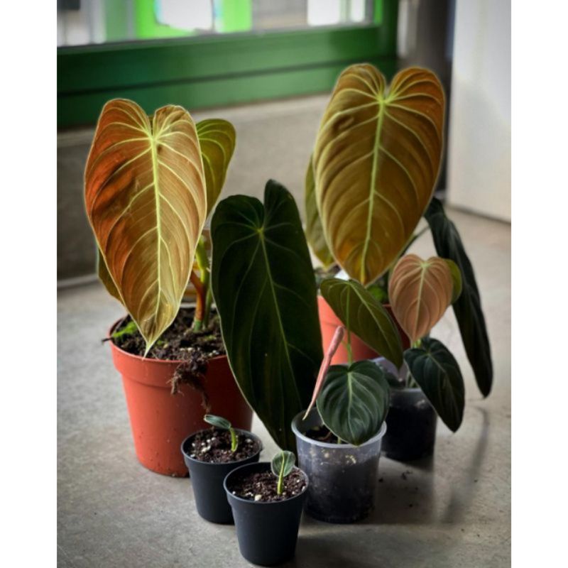 [BISA COD] PROMO Tanaman Hias Melano 1-2 Daun / Philodendron melano