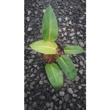 philodendron painted lady