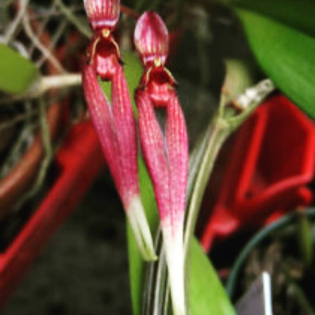 Anggrek Bulbophyllum biflorum dewasa