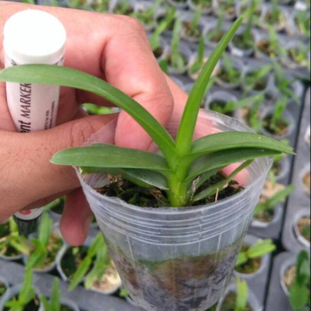 anggrek vanda hibrid seedling sedling ber id lengkap - anggrek vanda sedling murah