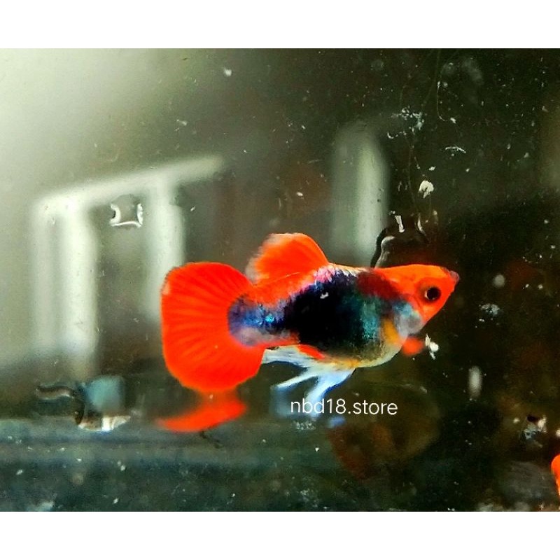 guppy toxedo koi balon gread