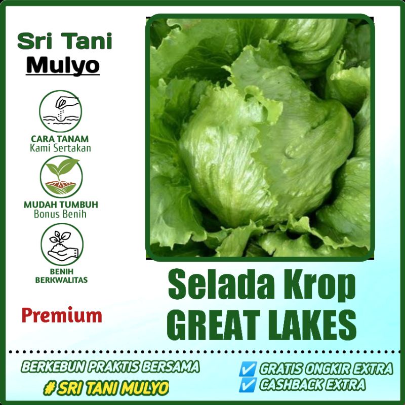 Jual 100 Biji Benih Selada Krop Lettuce Great Lakes Bibit Tanaman Sayur Sayuran Selada Air