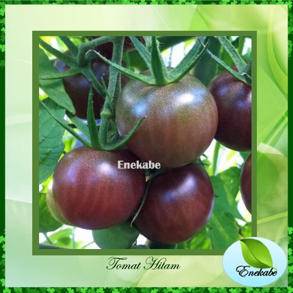 Benih Tomat Hitam Bibit Tanaman Buah dan Sayuran Benih  Buah Tomat