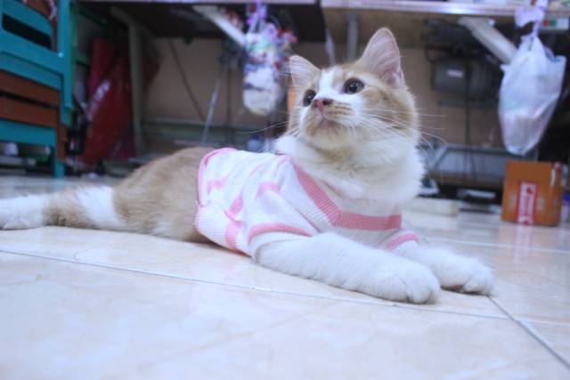 Baju rajut strip putih pink lucu untuk kucing dan anjing / baju kucing murah size S M L XL