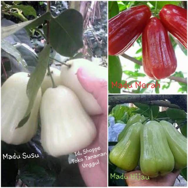 Paket 3 Bibit Jambu Madu- Isi : Jambu madu hijau, madu merah, dan susu