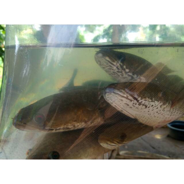 

Ikan gabus konsumsi