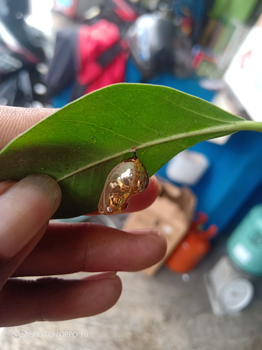 Sabun Cuci Piring Cair Abc 60 Ml