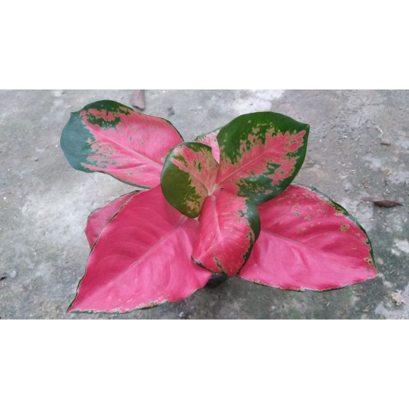 aglonema red majesty