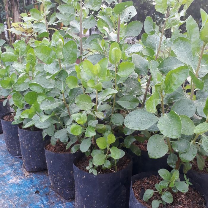 Bibit Beluntas Daun Beluntas Pohon Beluntas Tanaman Beluntas akbar