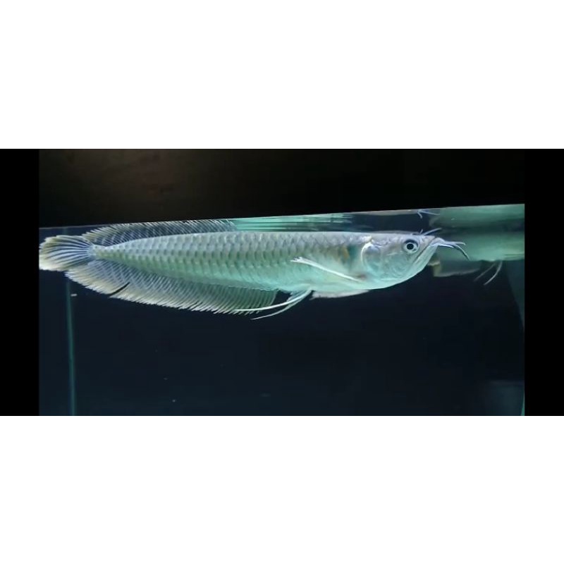 (Promo 28-30cm)Arwana Silver Red Arowana Serat Merah Termurah n Terlaris