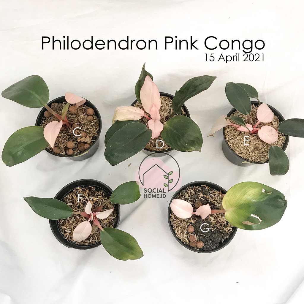 Philo Pink Congo - Philodendron Pink Congo