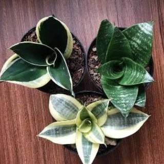 MURAH paket tanaman hias sansivera - paket tanaman hias lidah mertua mini