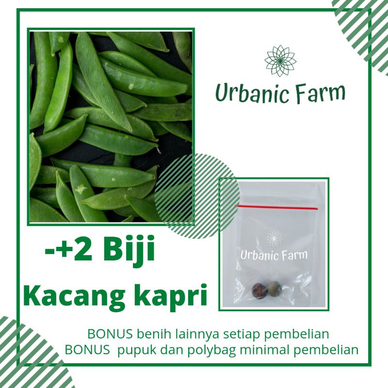 2 biji Kacang kapri Unggul Taichung Known You Seed -Benih Bibit Seed Sayuran Eceran Seribuan Murah
