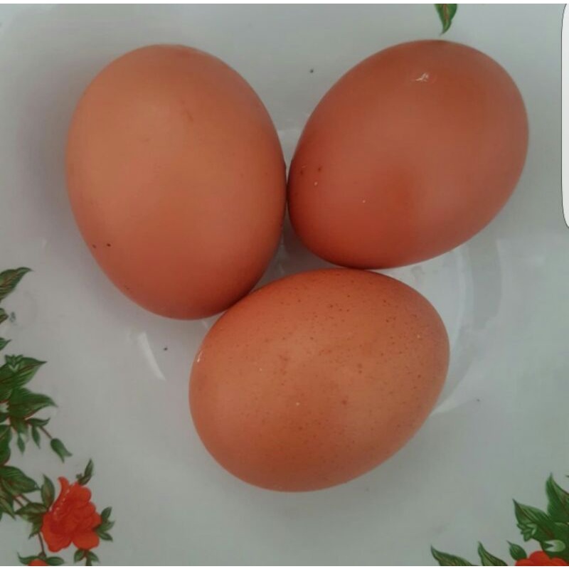 

Telur ayam Negri Omega 1 kg jual ecer telor ayam negeri harga grosir murah