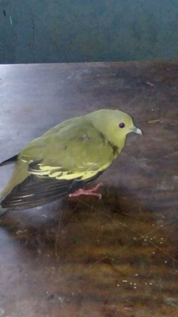 Handle Pintu Rumah  / Tarikan Pintu Rumah 60 Cm 80 Cm 100 Cm / Pegangan Pintu Rumah Minimalis