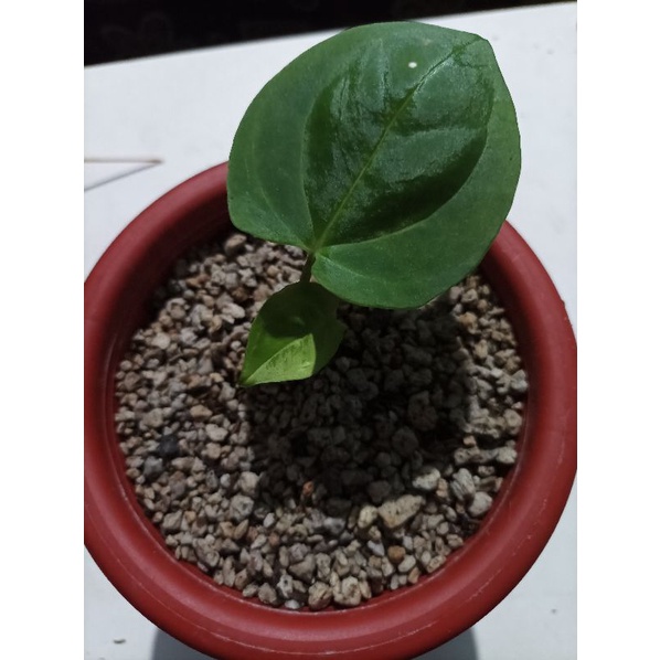 Anthurium dark phoenix