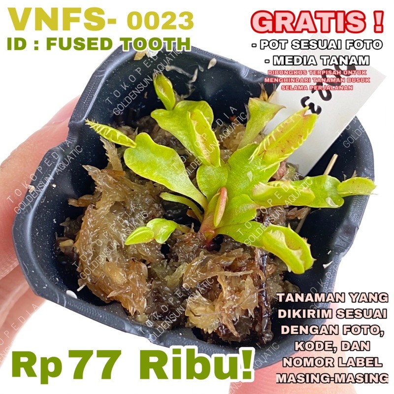 Venus Flytrap Fused Tooth Tanaman Hias Karnivora VFT Dionaea Hidup Fly Trap Fussed GOLDENSUN AQUATIC