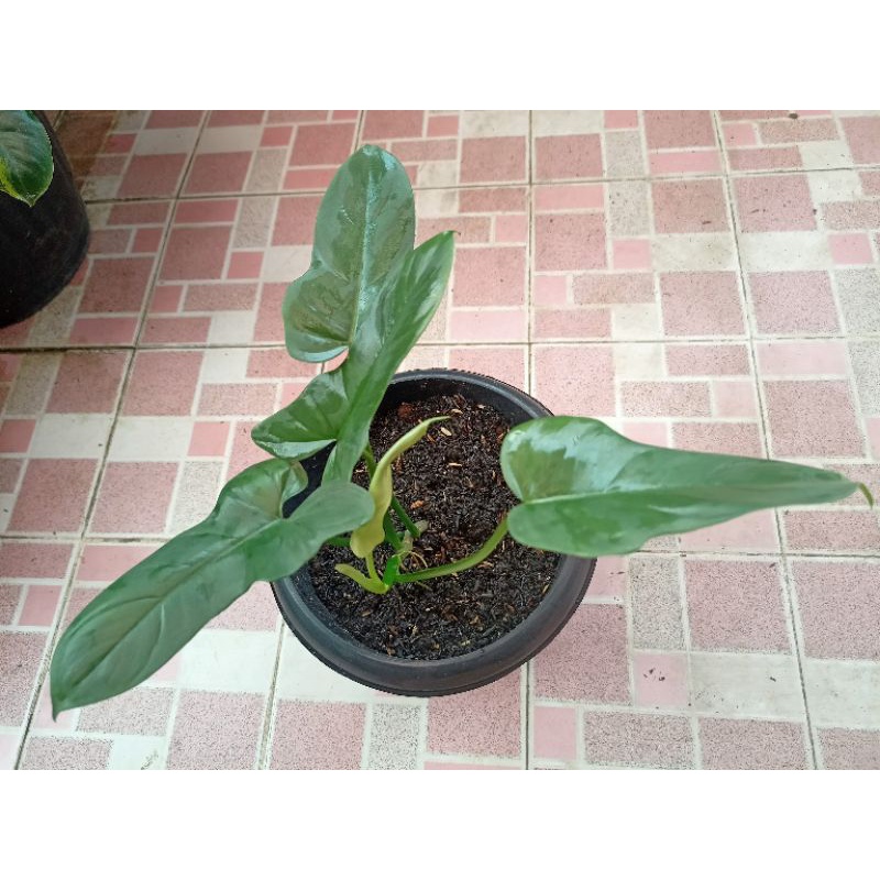 Philodendron Violin Philo Violin Philodendron Bipennifolium Silver