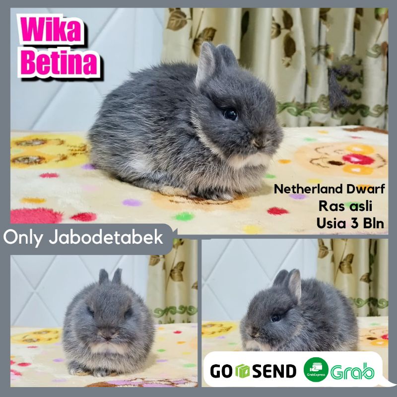 KELINCI HIAS MINI DWARF HEWAN PELIHARAAN JINAK BERKUALITAS BERSIH DAN SEHAT RABBIT BUNNY