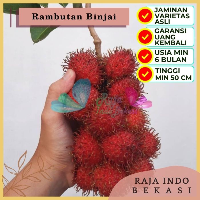 Bibit Tanaman Buah RAMBUTAN BINJAI Premium