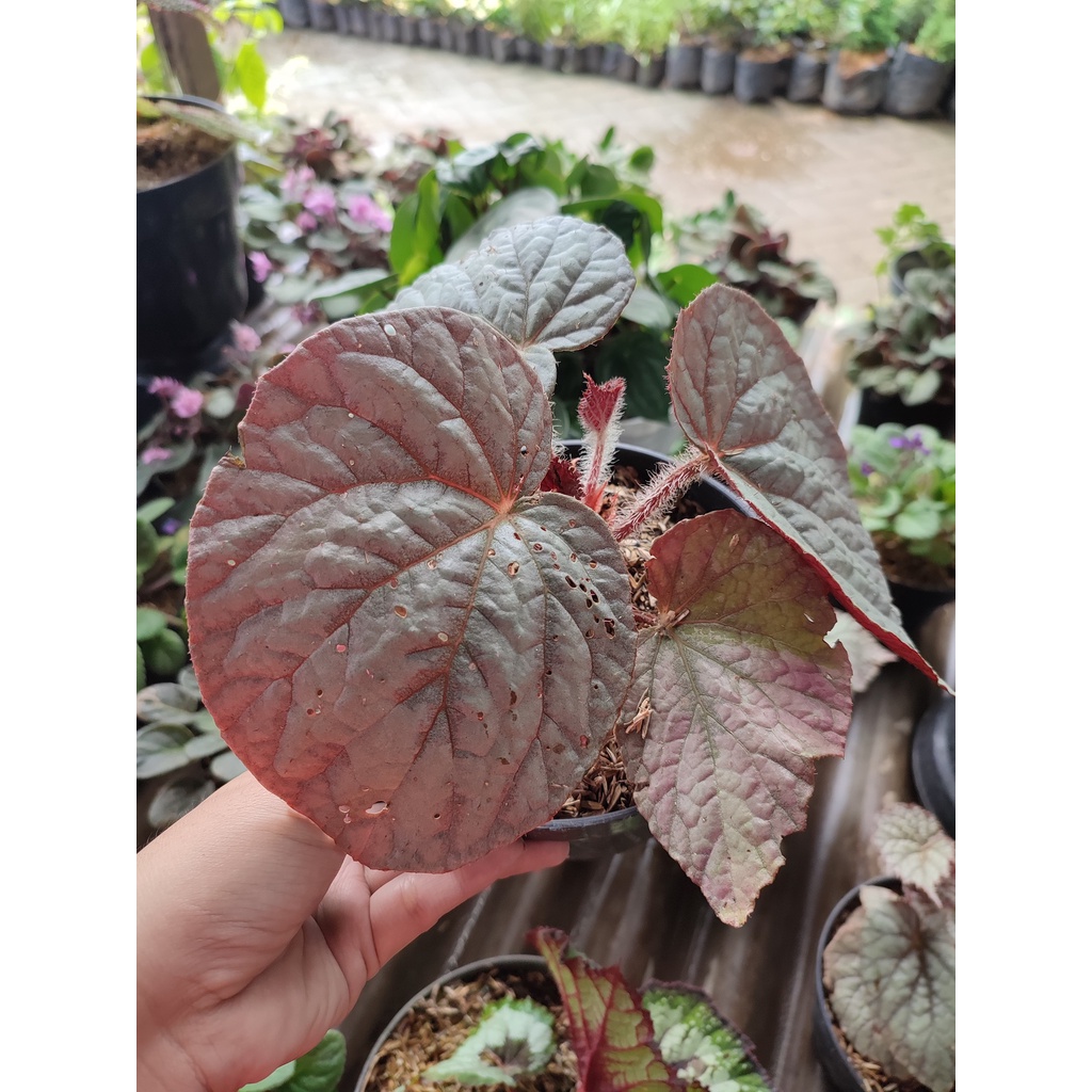 Tanaman Hias Bunga Begonia Silver Tanaman Begonia Bunga Murah