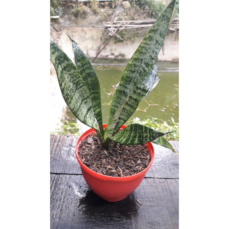 LIDAH MERTUA / TANAMAN LIDAH MERTUA / PAJANGAN LIDAH MERTUA / BIBIT LIDAH MERTUA