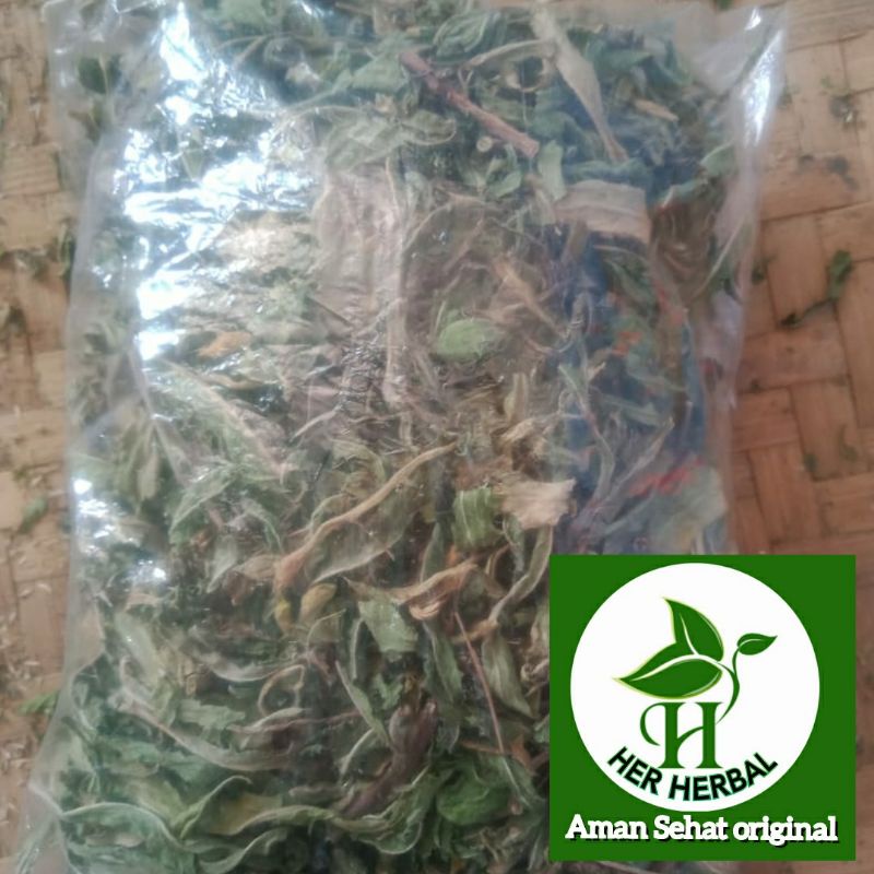 

Jual daun kitolod kering herbal 100 gram