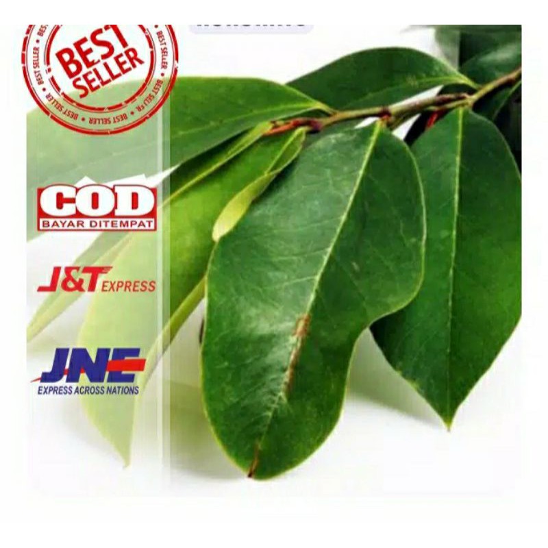 

200 lembar daun sirsak