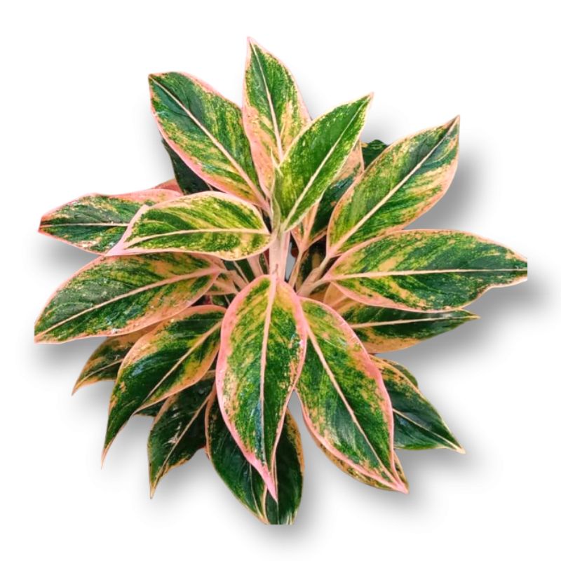 Aglonema Lotus Lipstik Pink / Tanaman Hias Aglonema Lipstik Klasik Aglo tanaman Aglonema Lipstik Pin