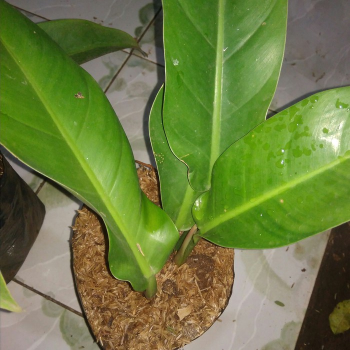 philo karet tanaman anturium/anturium eceng