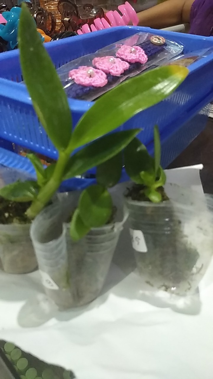 Bibit Anggrek Dendro - Seedling Hybrid Dendrobium Melintir - Keriting