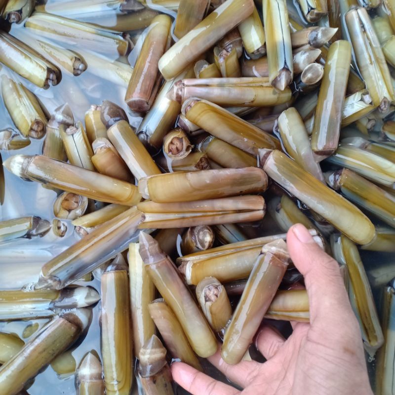 

Kerang Bambu Fresh 1kg