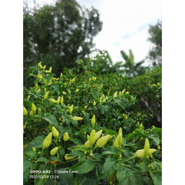 New Cabe Cabe Semprul Cabe prentul 10gr Orginal