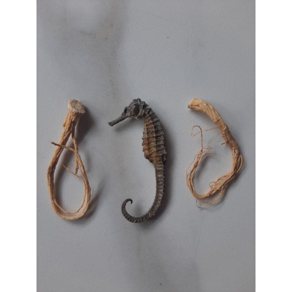 

Herbal Kesehatan Kud4 1 pcs + 2 akar ginseng