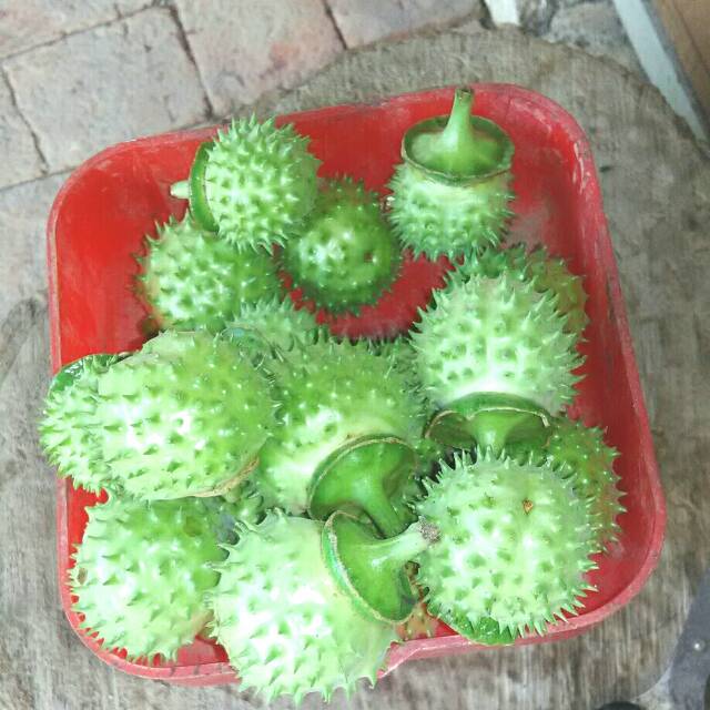 

Buah kecubung segar