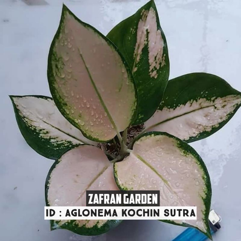 Aglonema Kochin Sutra