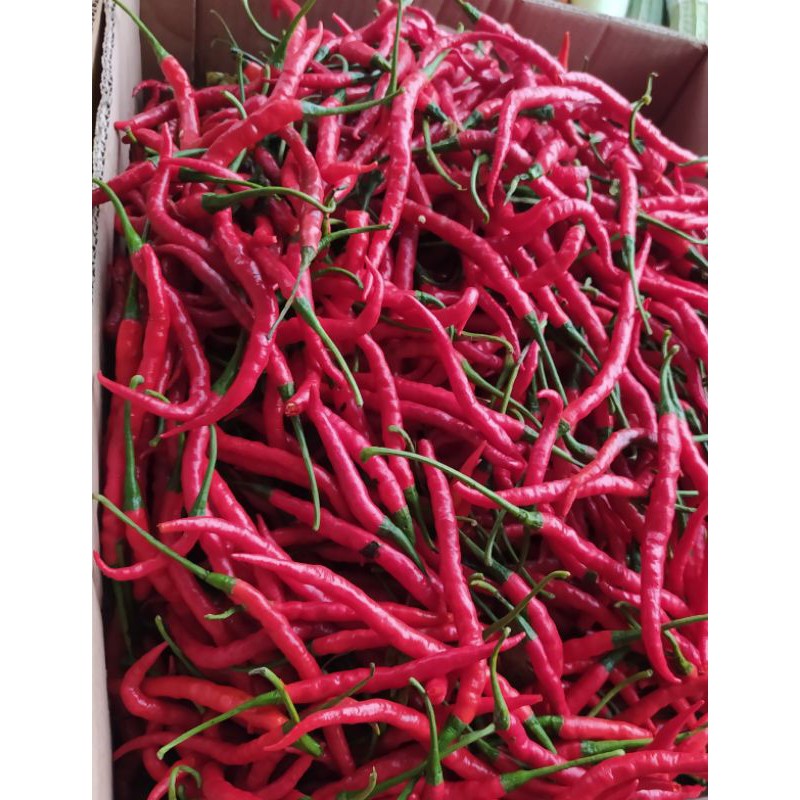 

Cabai/Cabe merah keriting