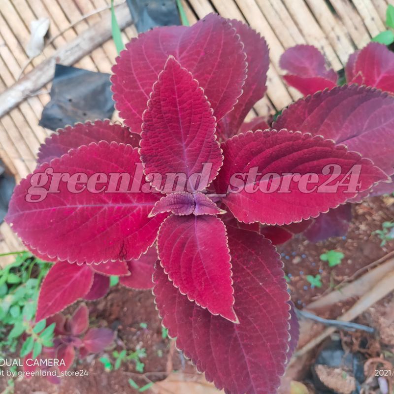 tanaman hias miana - tanaman hias miana merah - miana hias - coleus - miana merah