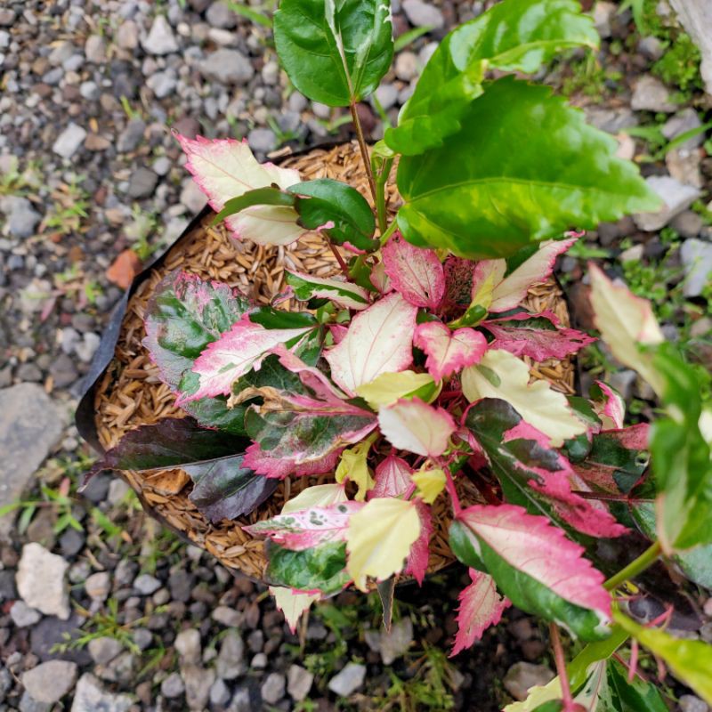 Bunga sepatu Pink variegata / Bunga hias Sepatu
