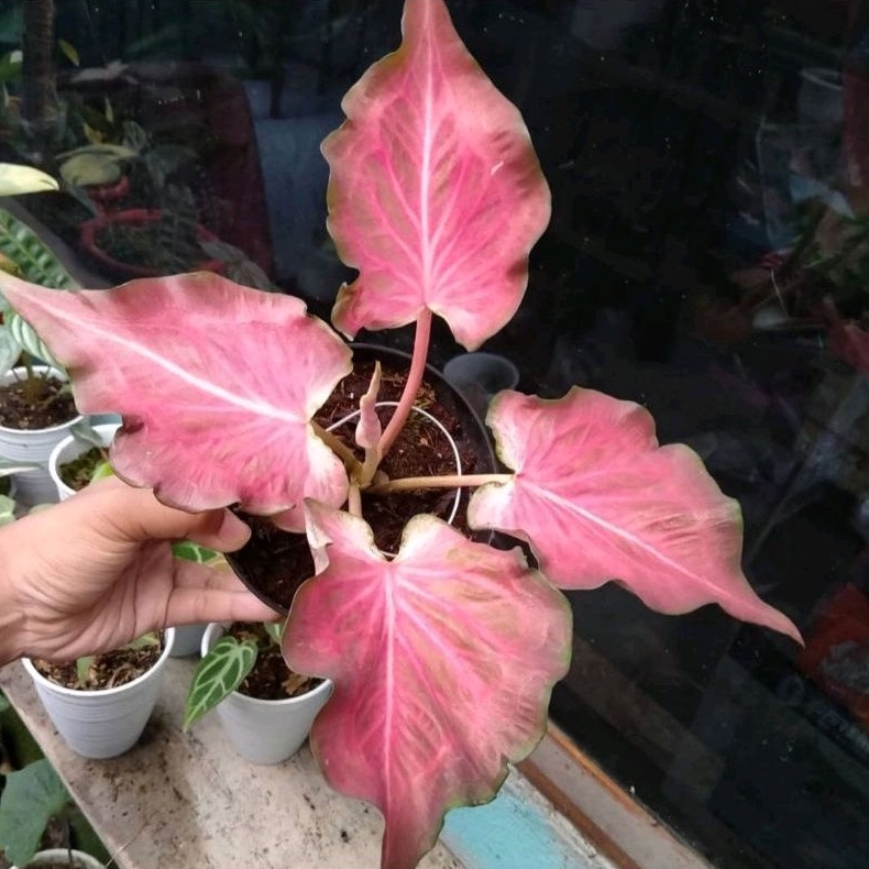 For Sale { BISA COD } Keladi Ramla Pink | Bibit Tanaman Hias Bunga Caladium Ramla Pink | Bunga Hidup Import Thailand