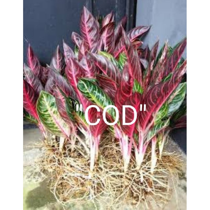 bonggolan aglonema red sumatra