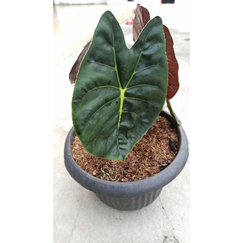 Alocasia Golden Bone Keladi golden bone Alocasia urat emas Keladi urat emas