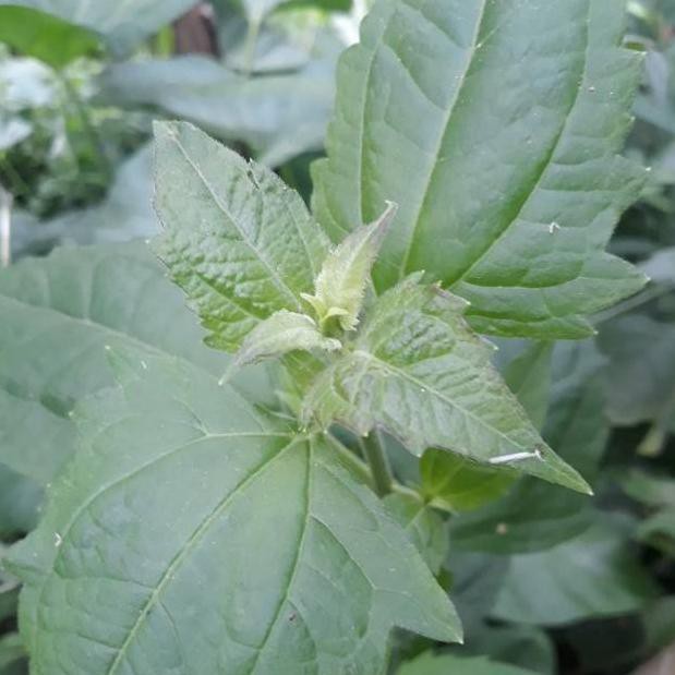 

⍺ ► Daun kirinyuh kopasanda segar paket 500 gram [Branded]