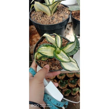 sansevieria Golden Wendy's